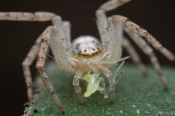 Spiders in the wild, North China