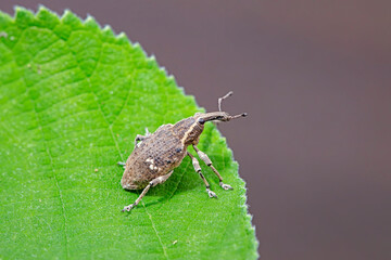 Weevil on wild plants, North China