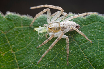 Spiders in the wild, North China