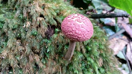 Seta rosa