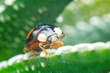 Ladybugs on wild plants, North China