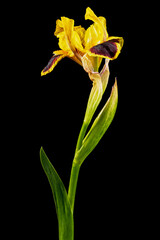 Yellow-bordo flower of iris, isolated on black background