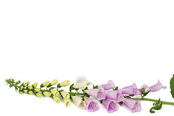 Foxglove flowers, lat. Digitalis, isolated on white background