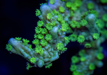 Macro photograph of a montipora hirosuta elkhorn coral 