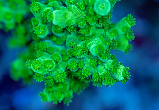Green Slimer Acropora Coral 