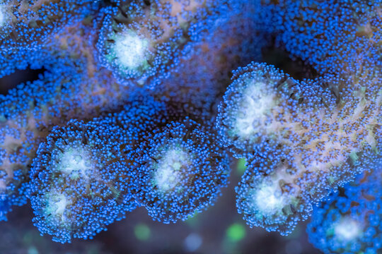 Macro photograph of a purple stylophora small polyp stony coral 