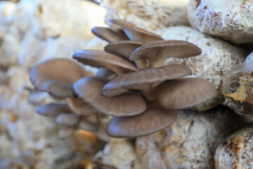 Edible fungi in greenhouse, North China