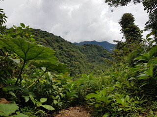 View of the cloud forest in Monteverde, Costa Rica	
