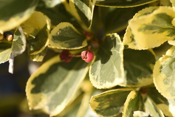 Variegated Japanese spindle tree hedges, leaves and seeds. Celastraceae evergreen tree. 