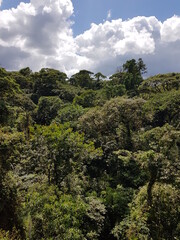 View of Rainforest canopy in Braulio Carrillo National Park, Costa Rica