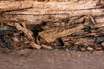 Closeup texture of old rotten wood log. Old tainted wood log in a house. old cracked rotten damage wood.