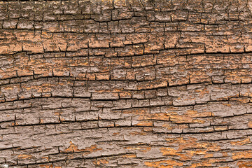 Closeup texture of old rotten wood log. Pattern of cracked rotten wood background.