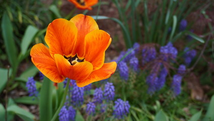 Fototapeta premium orange tulip