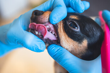 Veterinarian specialist holding small dog and cleaning whitening dog teeth at home with toothpaste ...