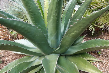 Agave salmiana is a species of the family Asparagaceae, native to central and southern Mexico.