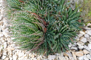 Aristaloe is a genus of evergreen flowering perennial plants in the family Asphodelaceae from Southern Africa. Its sole species is Aristaloe aristata, known as guinea-fowl aloe or lace aloe.