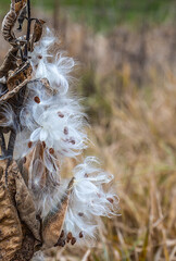 Close-up of a dried milkweed plant that is seeding in a field on a cold November day with blurred grass in the background.