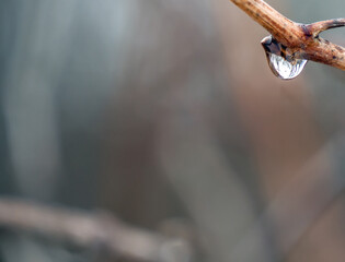 Close-up of a waterdrop hanging on a tree branch on a warm mild winters day in January with a...
