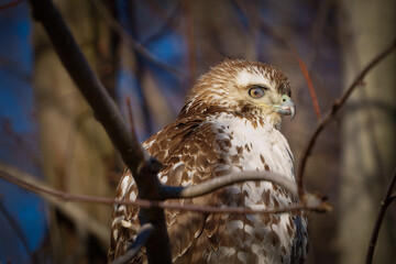 hawk