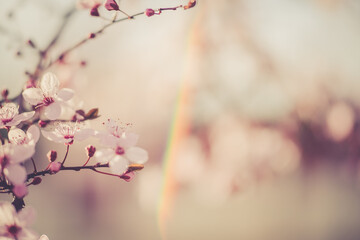 pink cherry blossom