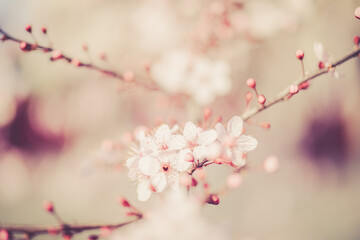 pink cherry blossoms