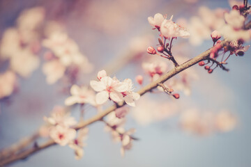 cherry blossoms