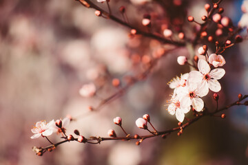 cherry blossom