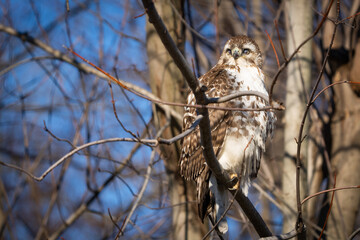 hawk