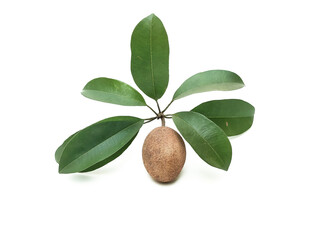 Fototapeta premium Fresh, organic, chemical-free sapodilla, sweet and appetizing taste, isolated on white background.