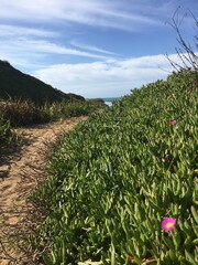 flowers on the hill