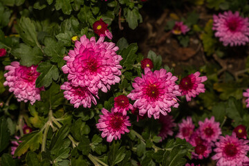 fuchsia chrysanthemums in the garden