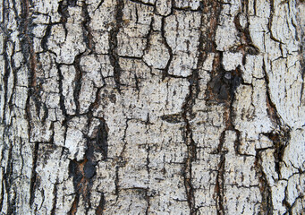 texture of fracture on the tree bark.