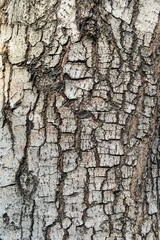 texture of fracture on the tree bark.
