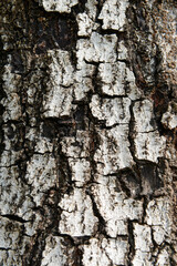 texture of fracture on the tree bark.