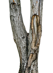 Fototapeta premium texture of fracture on the tree bark.