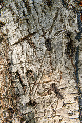 texture of fracture on the tree bark.