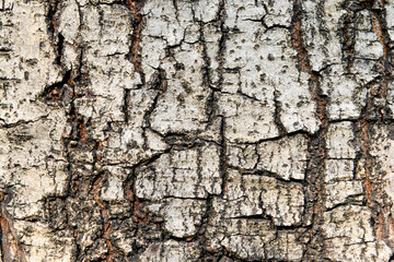 texture of fracture on the tree bark.