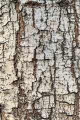 texture of fracture on the tree bark.