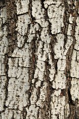 texture of fracture on the tree bark.