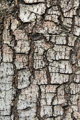 texture of fracture on the tree bark.