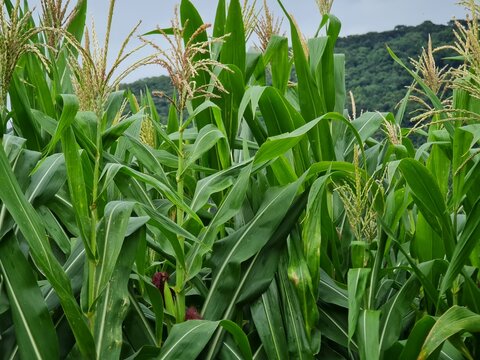 Lavoura de milho verde