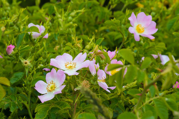 ros mosqueta, ruta siete lagos, patagonia, argentina, flor, naturaleza, fábrica, morada, verano, primavera, azul, florecer, florecer, lavandula, floración, flora, flor silvestre, cielo