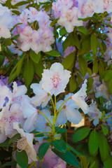 rosa mosqueta, ruta siete lagos, patagonia, argentina, flor, naturaleza, fábrica, morada, verano, primavera, azul, florecer, florecer, lavandula, floración, flora, flor silvestre, cielo