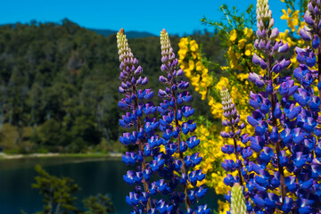 Obraz premium lupinos, ruta siete lagos, patagonia, argentina, flor, naturaleza, fábrica, morada, verano, primavera, azul, florecer, florecer, lavandula, floración, flora, flor silvestre, cielo