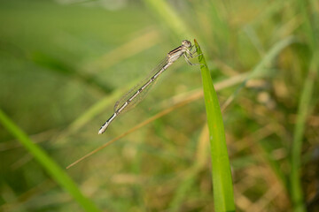 dragonfly on a grass