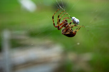 Harvest spider on the web