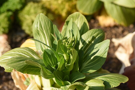 Green pak choi. A green-yellow vegetable of the Brassicaceae family native to China. 