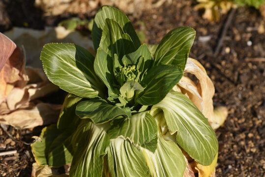 Green pak choi. A green-yellow vegetable of the Brassicaceae family native to China. 