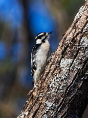 This Downy Woodpecker was seen climbing a hardwood tree looking for insects hiding in the bark.