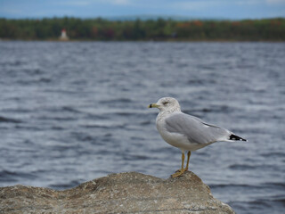Scenic view of a seagull perched on a rock by the edge of the Ottawa River with a blurred horizon in the background.